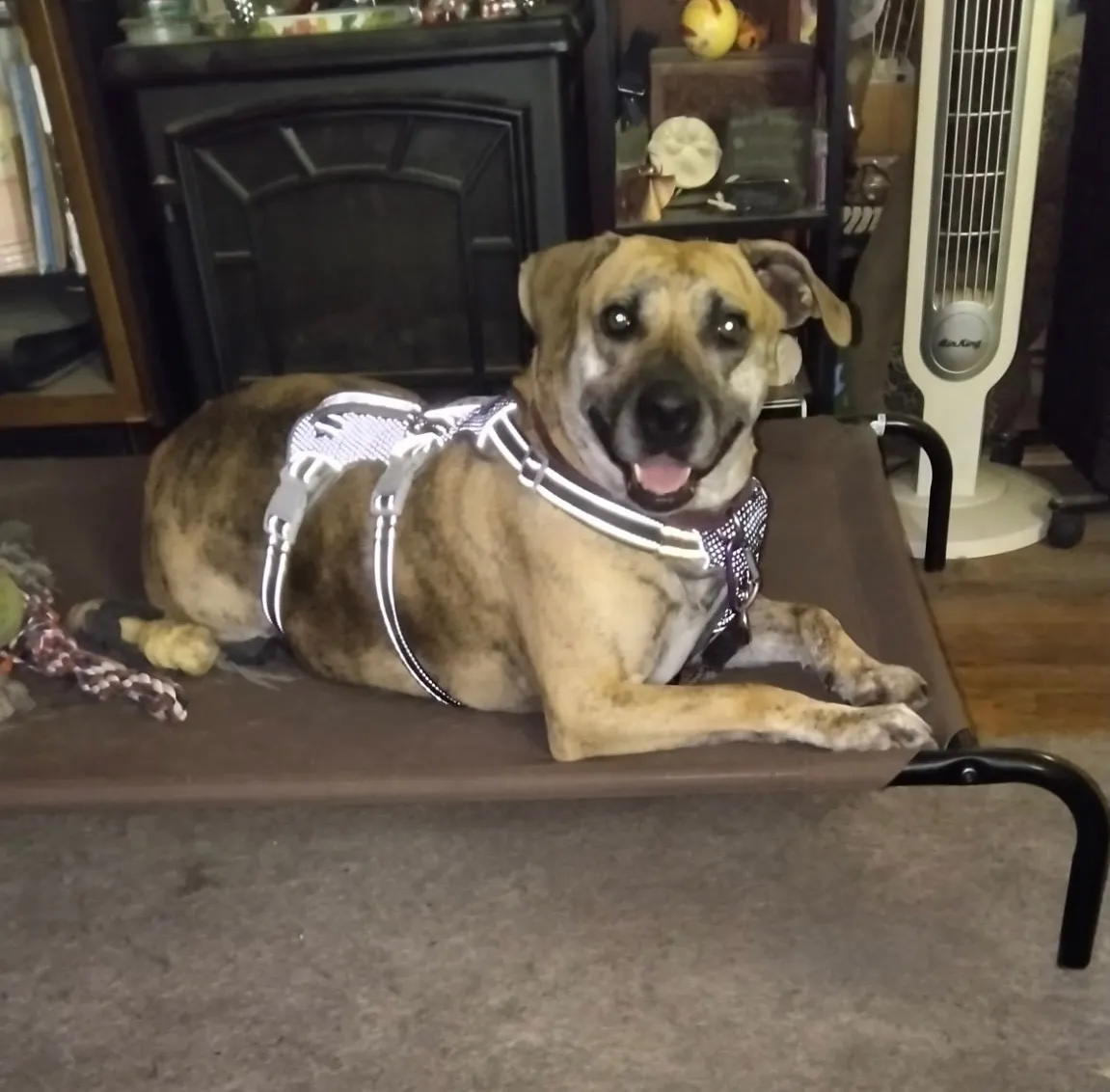 Photo of Piper