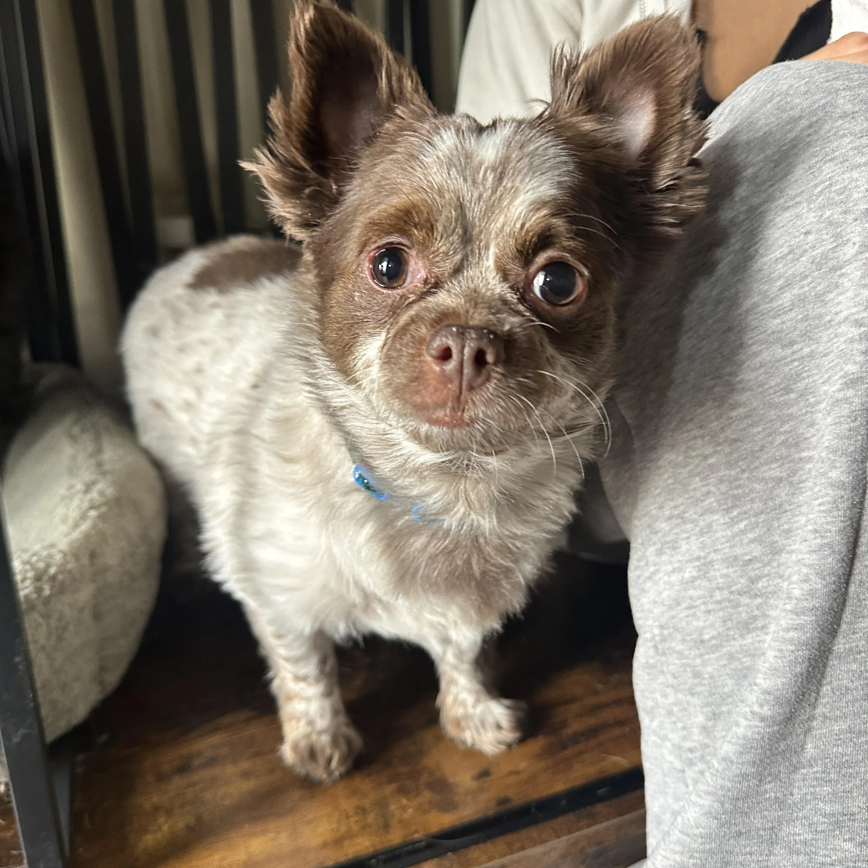 Photo of Teddy