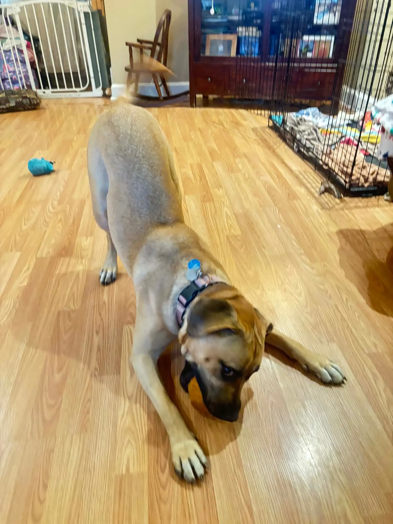 Photo of Penelope