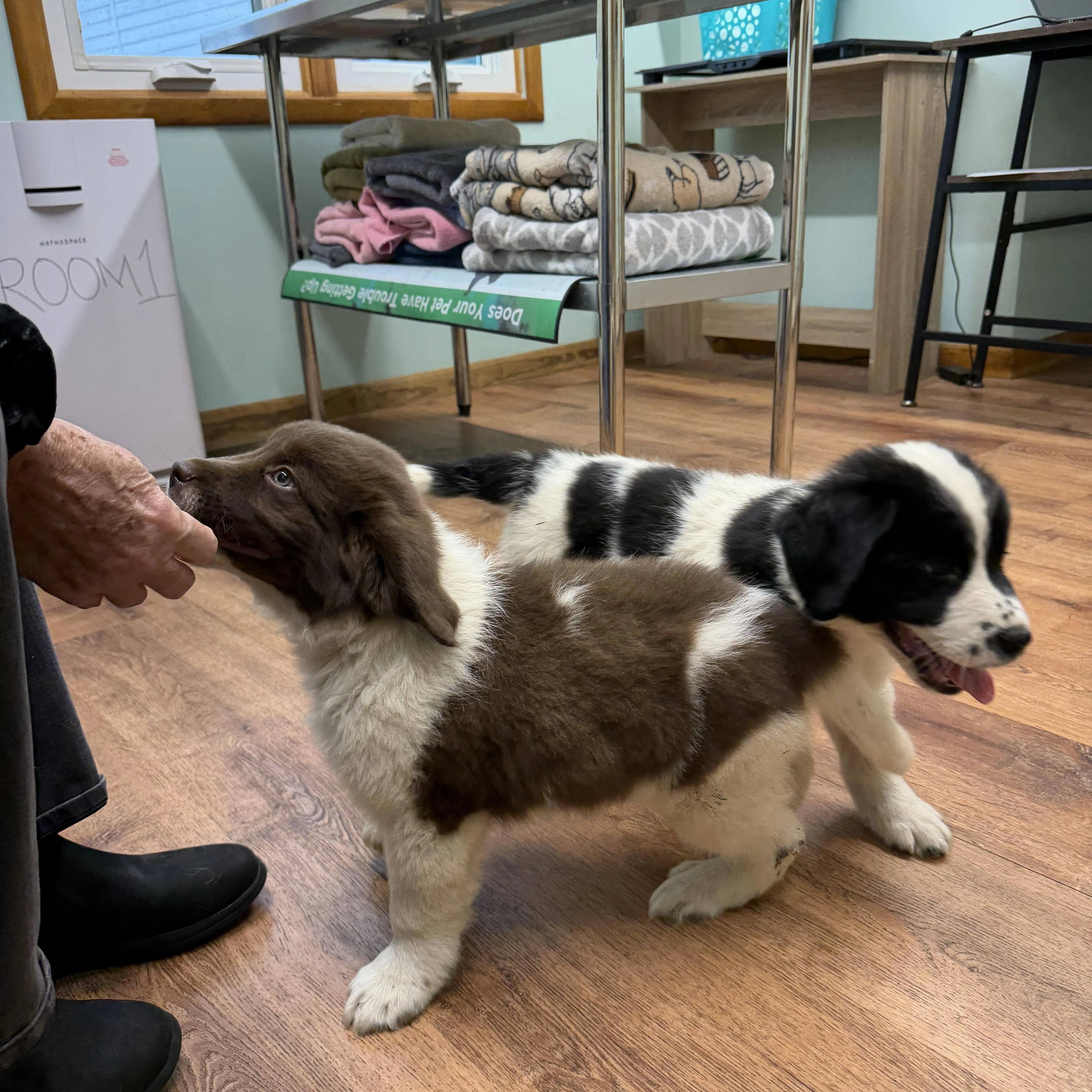 Puppies, photo 2