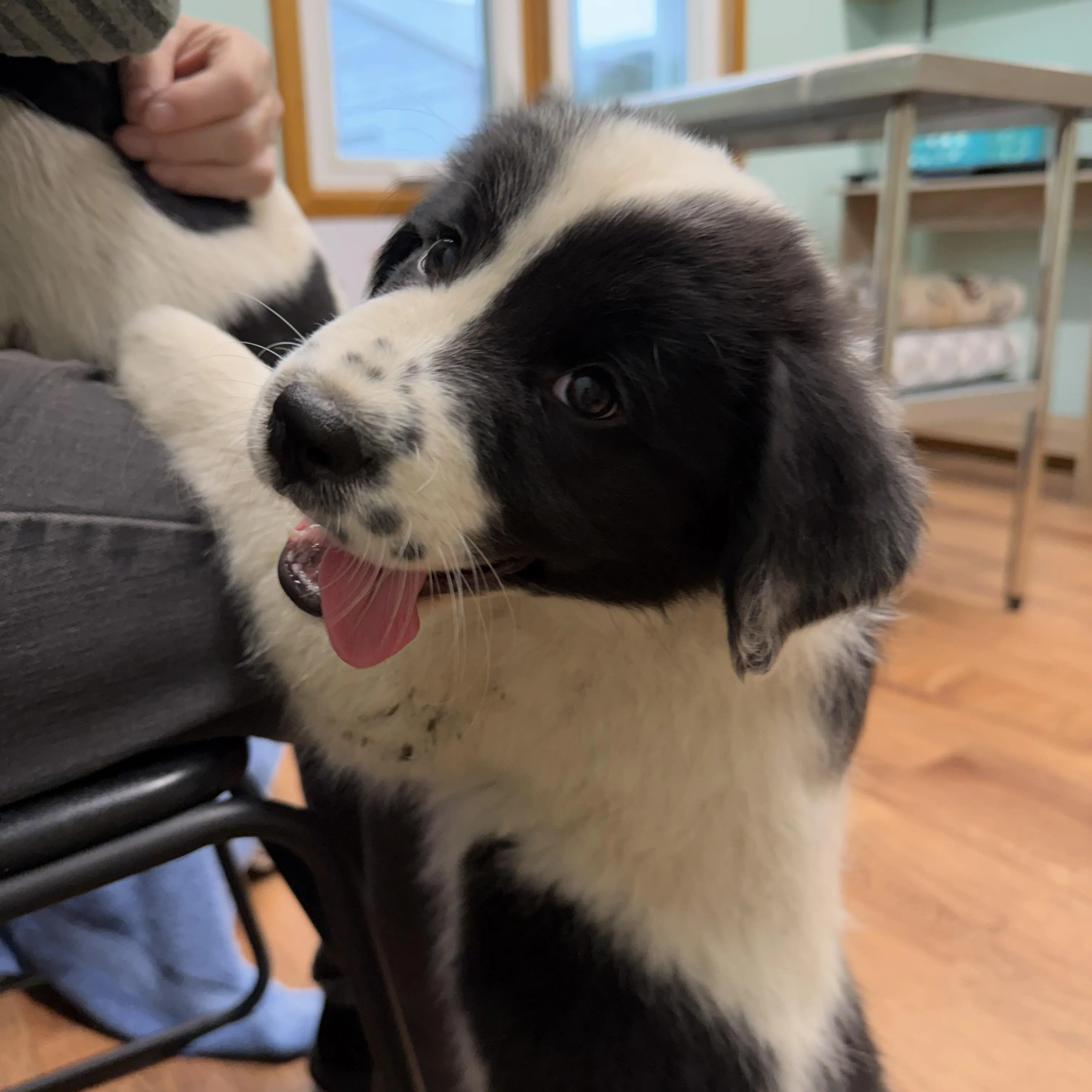 Photo of Puppies