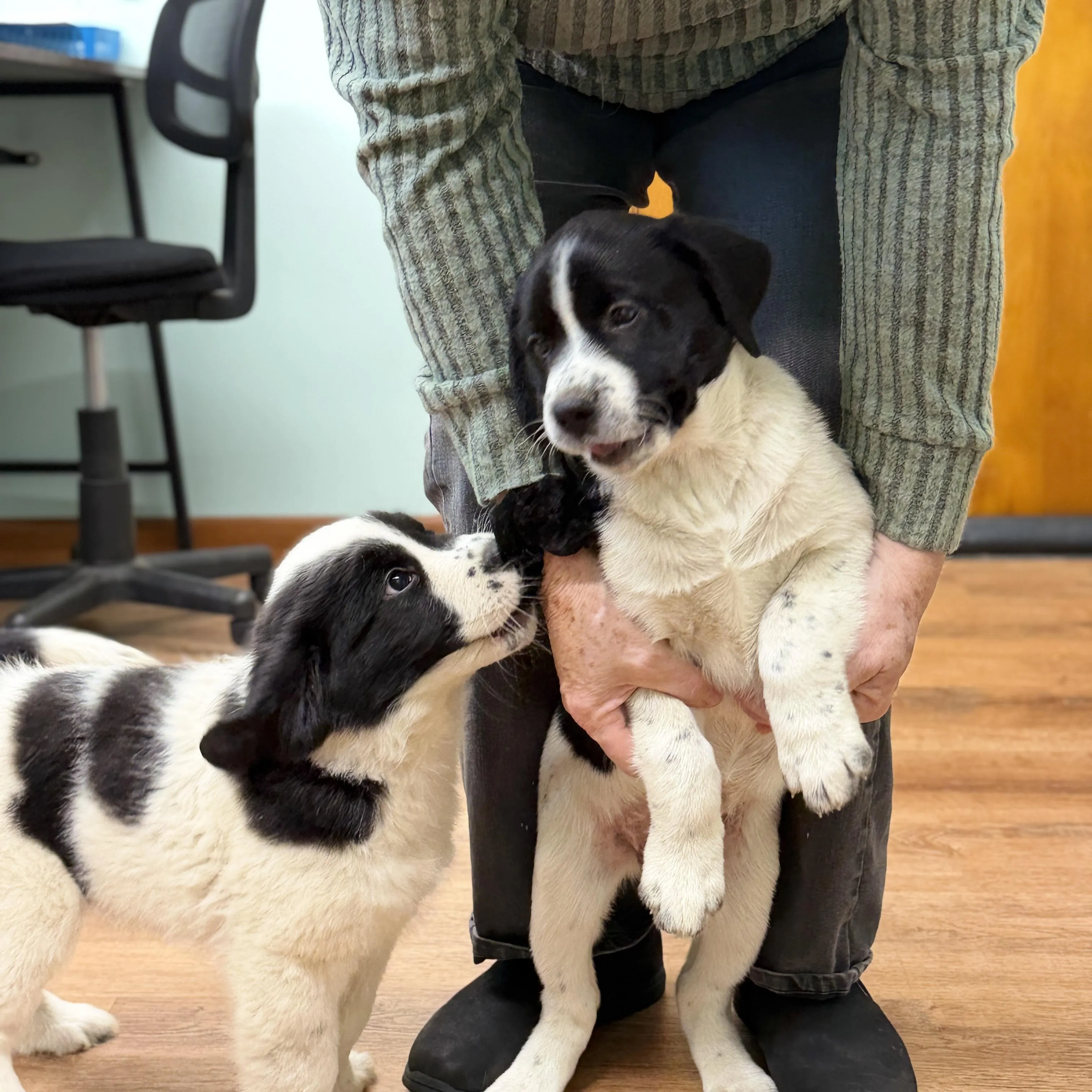 Puppies, photo 3