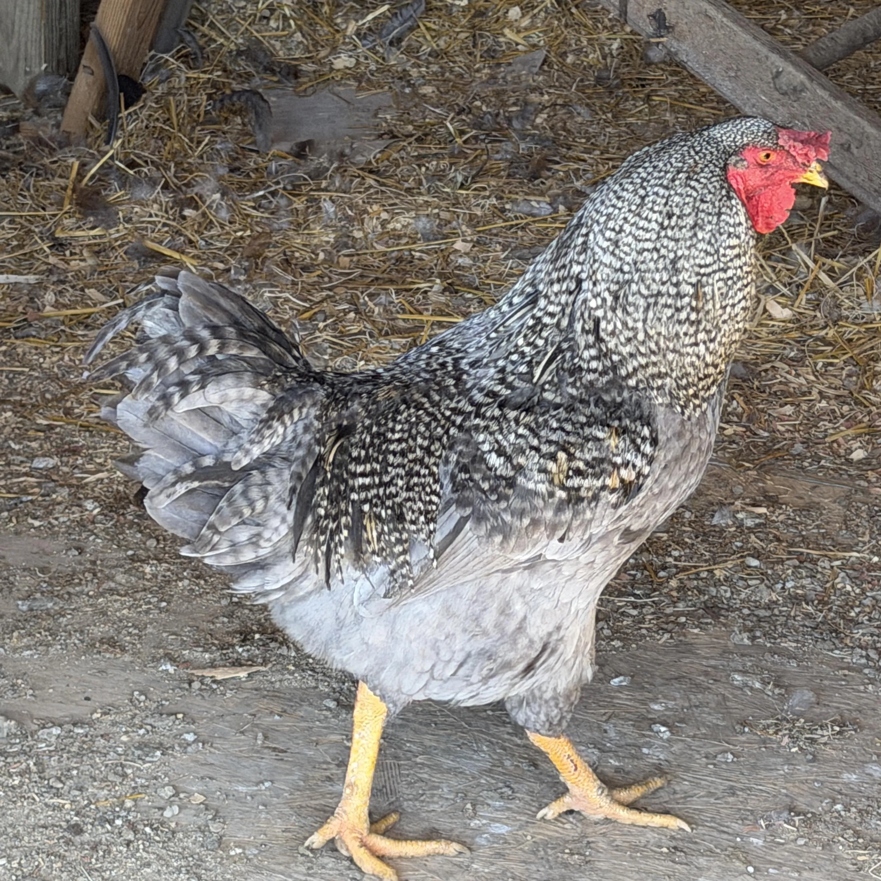 Young Roosters, photo 2