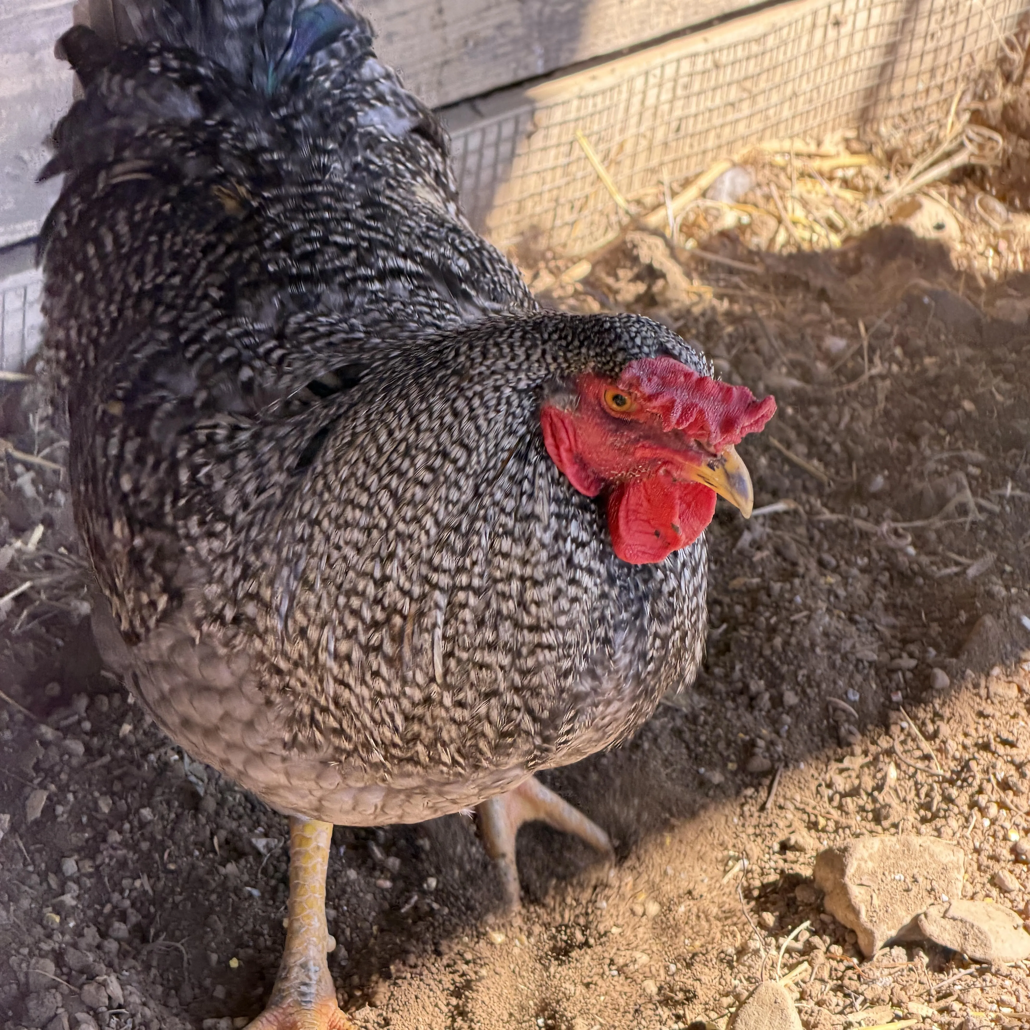 Young Roosters, photo 4