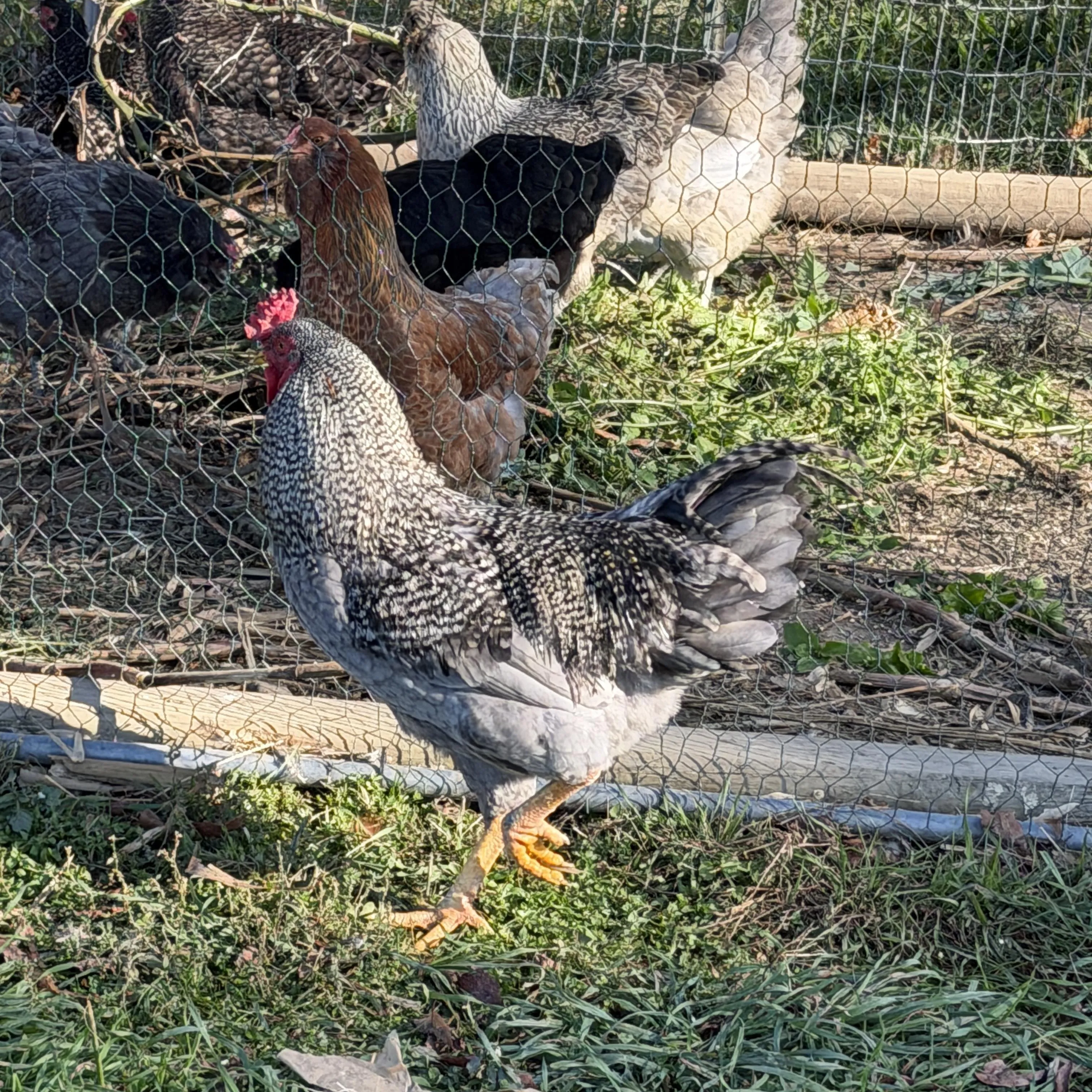 Young Roosters, photo 5